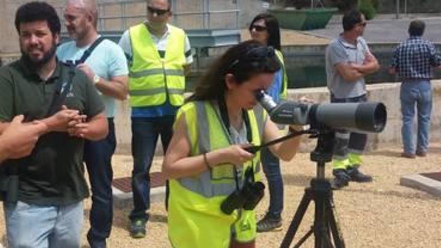 Proyecto sobre aves en la depuradora de Xixona