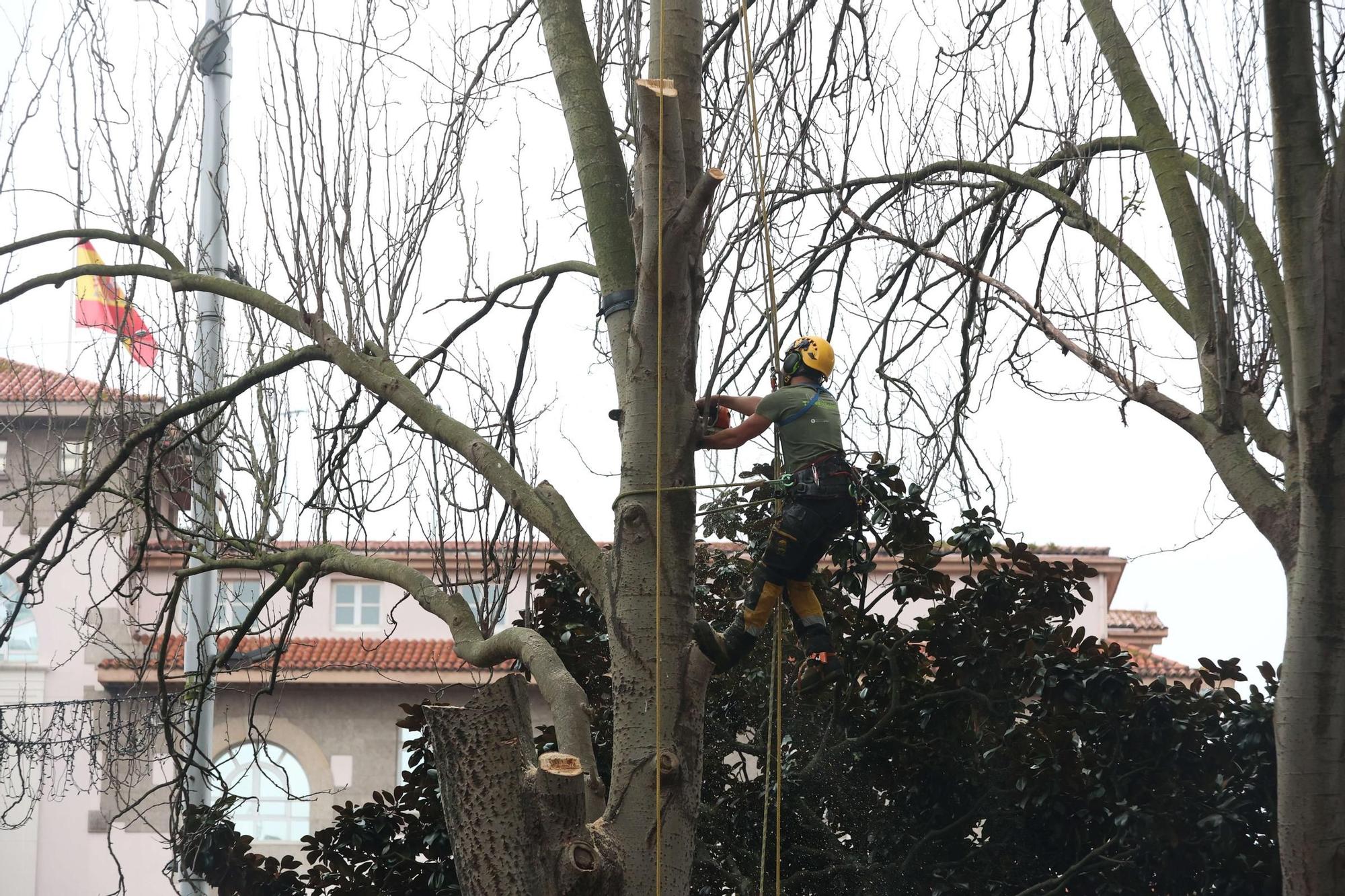 Tala de un álamo en la plaza de Ourense