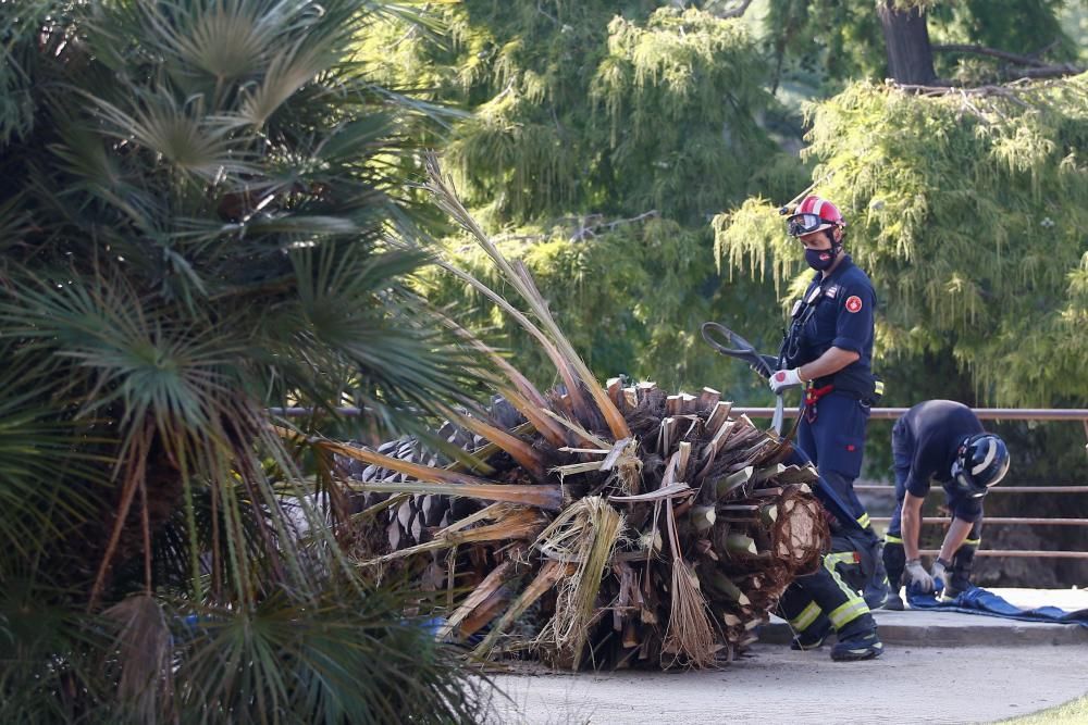 Un mort per la caiguda d'una palmera a Barcelona