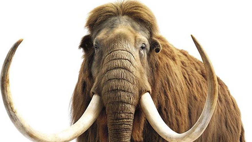 Recreació d’un mamut llanut