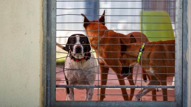 Tres de los perros se acercan a la puerta al ver gente esperando a poder salir.
