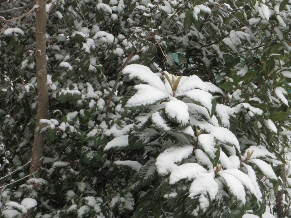 Nieve en Banyeres de Mariola