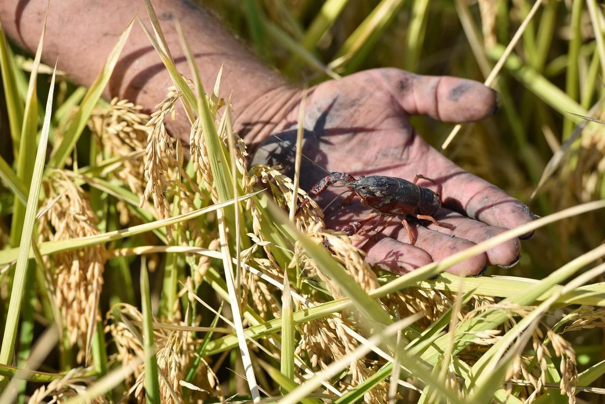 Cangrejo de río durante la recoleccion de arroz en Isla Mayor.