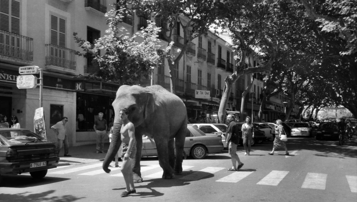 El elefante, guiado por el domador con traza de Tarzán