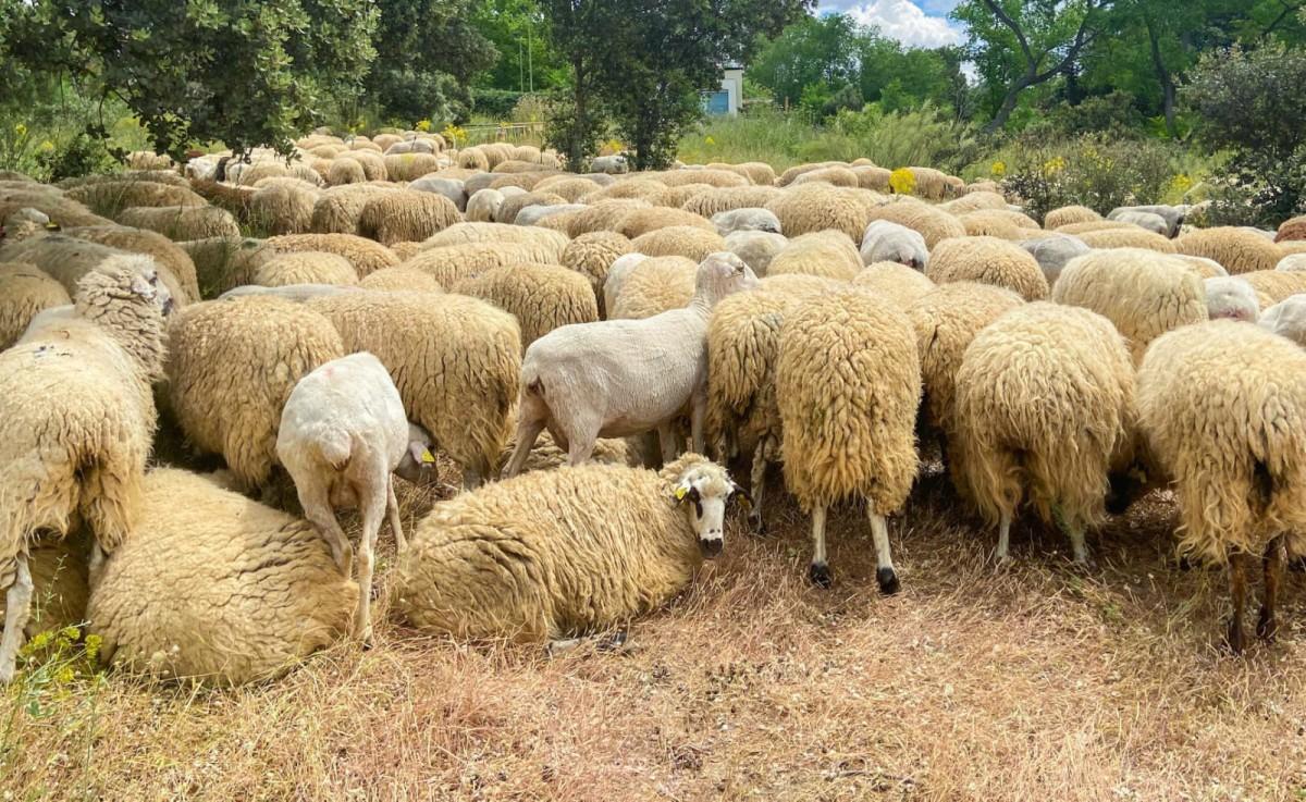 OVEJAS PUEBLO GALLEGO | Ni herbicidas ni maquinaria pesada: este pueblo ...