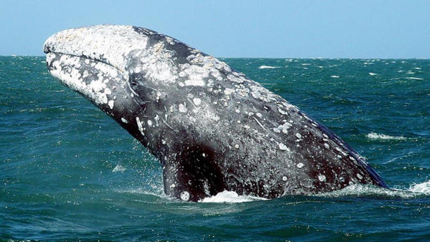 Una ballena gris en la Laguna Ojo de Liebre de la península de Baja California