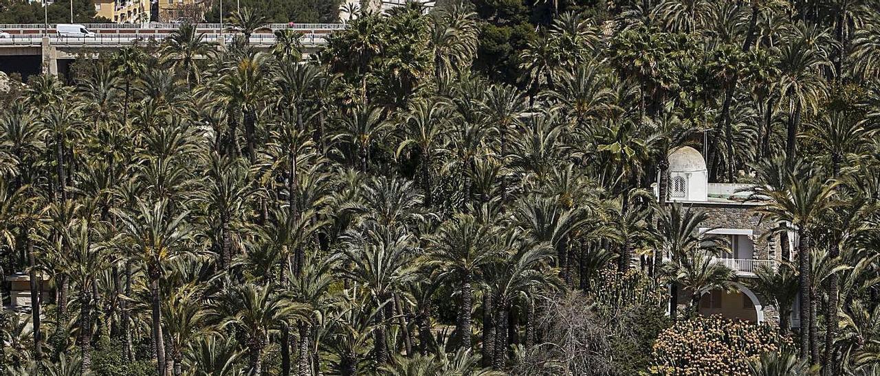 Vistas al Palmeral Histórico de Elche, reconocido por la Unesco.