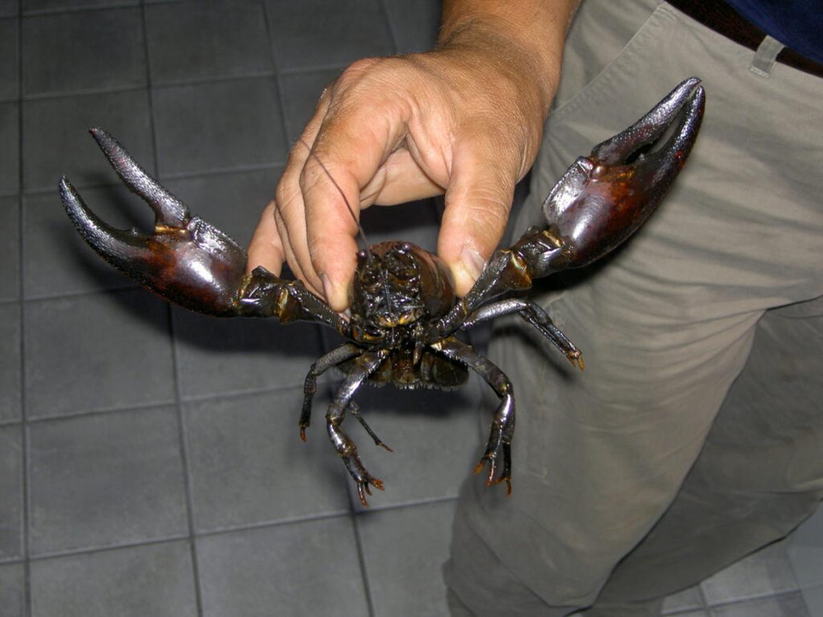 ¿Cuál es el patógeno que está matando a los cangrejos de río?