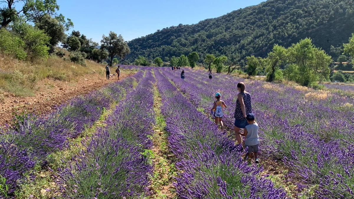 Els Ports aprovecha el ‘boom’ de las aromáticas como filón turístico