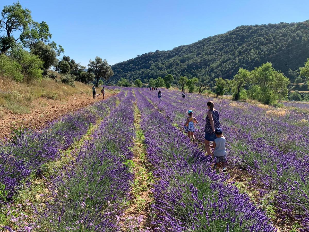 Els Ports aprovecha el ‘boom’ de las aromáticas como filón turístico