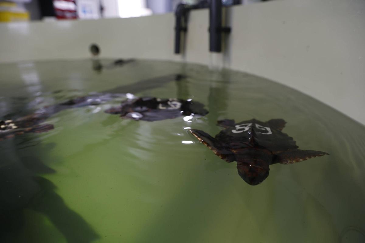 Las tortugas del Acuario de Gijón pegan el estirón
