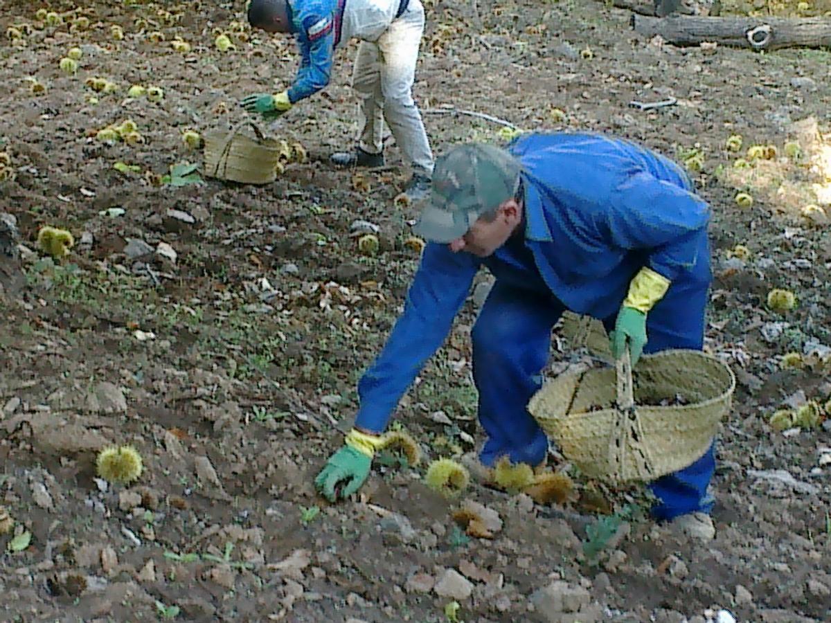 La falta de mano de obra dificulta la recogida de la castaña en el Valle del Genal.