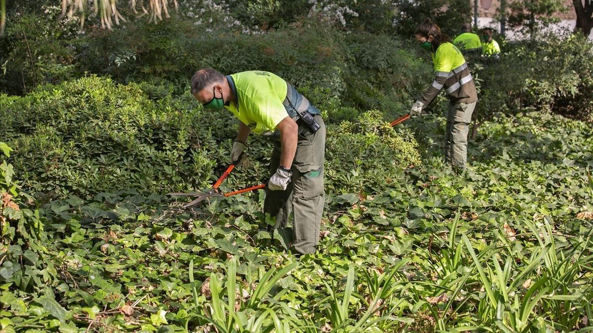 Unos jardineros arreglan los arbustos de los jardines de la Sagrada Família.