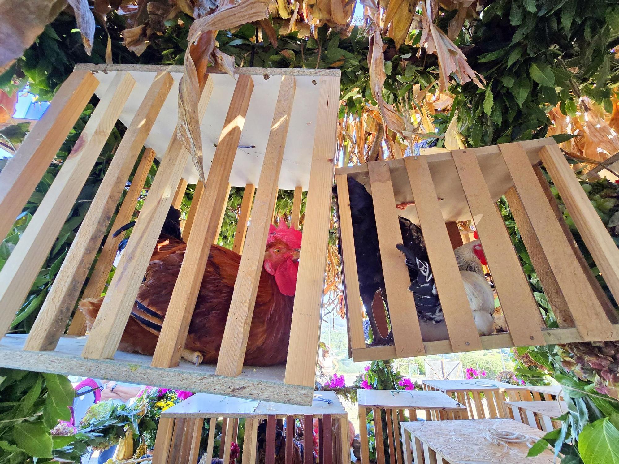 Tradicional procesión en San Miguel de Peitieiros