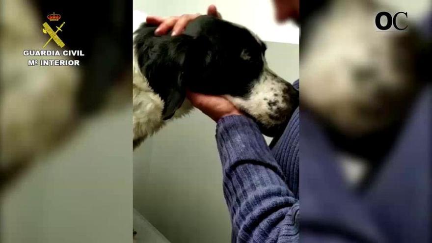 Investigado un vecino de Porto do Son por maltrato animal al tener un perro sin la debida atención sanitaria