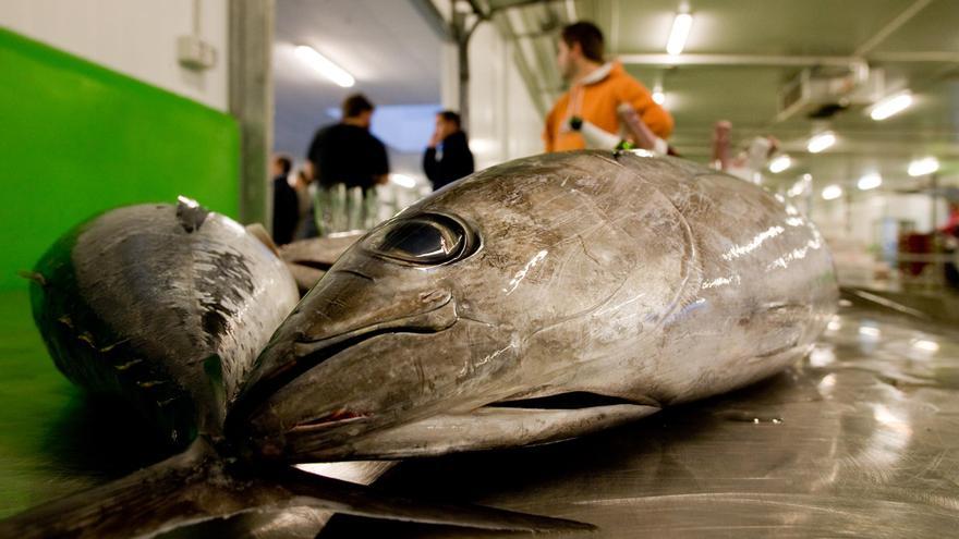 El bonito se aleja hasta el sur de Irlanda y la flota asturiana da la costera por acabada