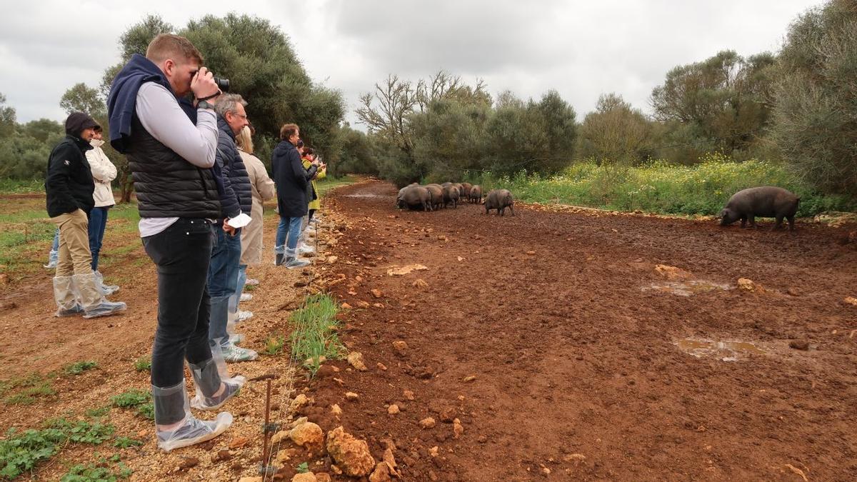 Models und die Fotografen: Influences beim Termin mit dem schwarzen Schwein.