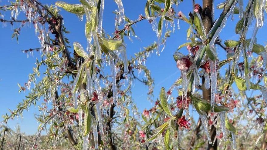 Las heladas de marzo afectan a 8.200 hectáreas en Aragón