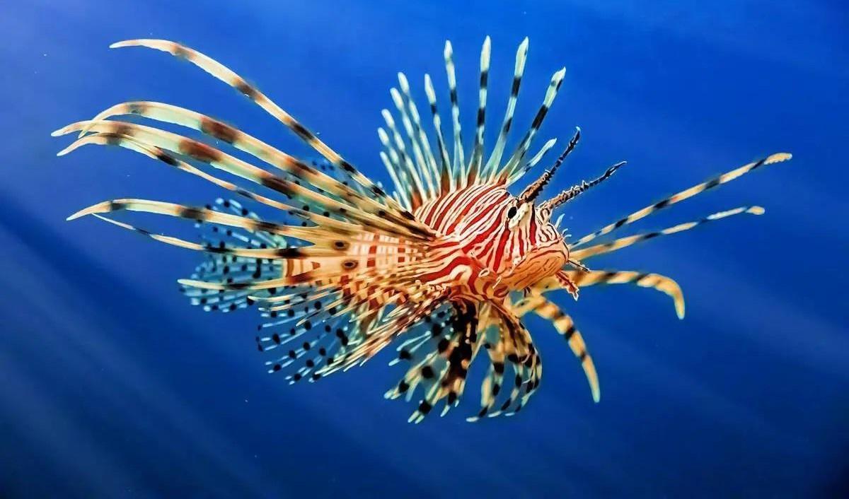 El xef José Andrés converteix una espècie invasora i verinosa en cuina gurmet