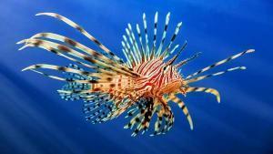 El xef José Andrés converteix una espècie invasora i verinosa en cuina gurmet