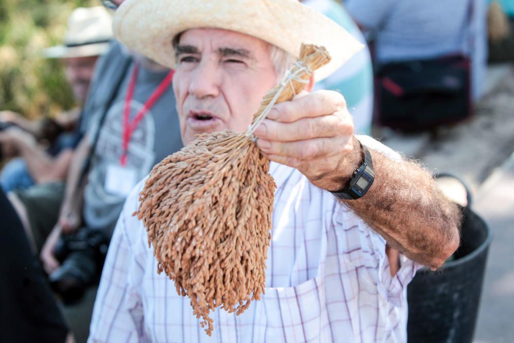 Fiesta de la Siega del Arroz