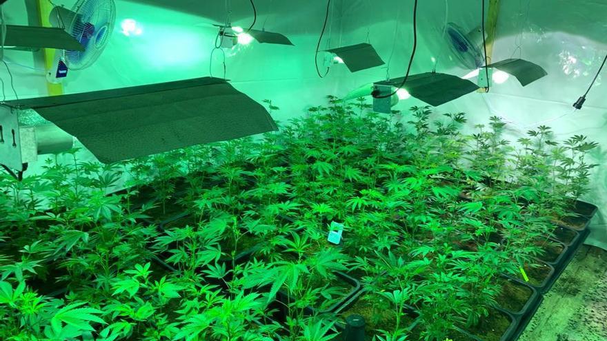 Dos detenidos tras desmantelar en Catral dos laboratorios de marihuana con 470 plantas