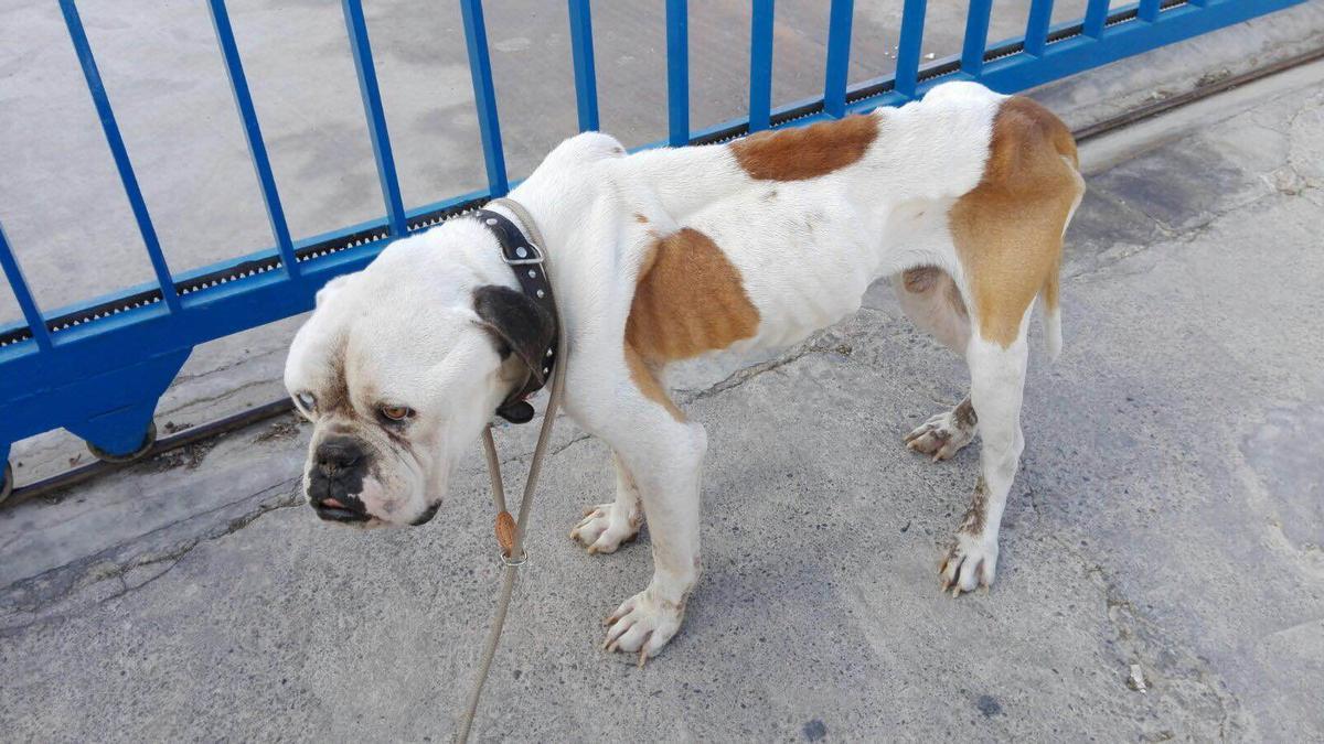 Imagen de archivo de un perro maltratado, en València.