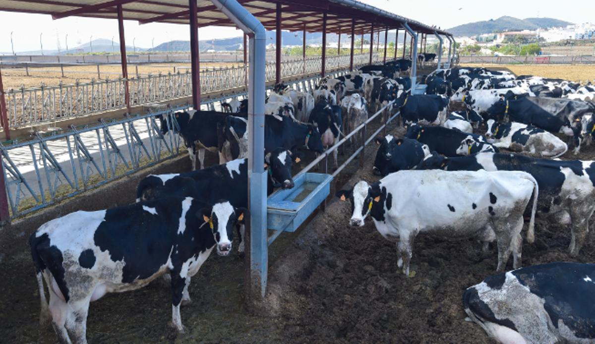Vacas en una explotación ganadera de la localidad grancanaria de Ingenio.
