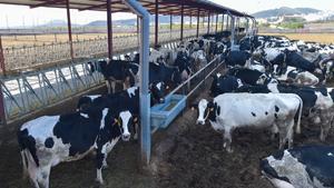 Vacas en una explotación ganadera de la localidad grancanaria de Ingenio.