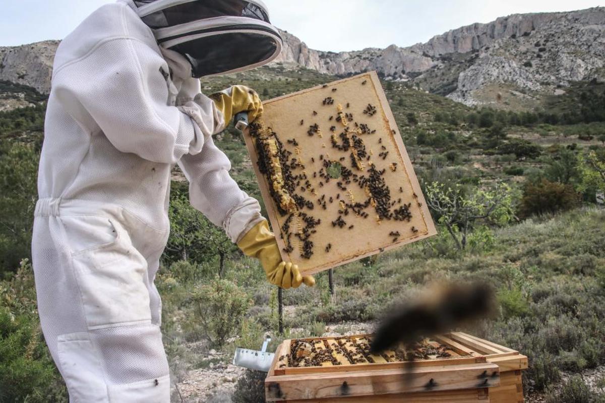 La fumigación contra la Xylella acaba con el 30% de los panales de abejas de la provincia de Alicante.