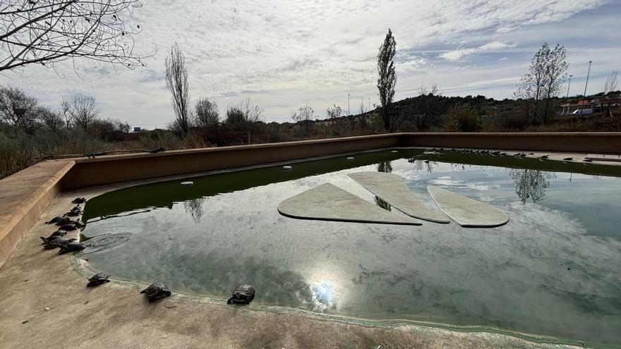 Encontramos a las míticas tortugas de Atocha: ¿dónde están ahora? ¿cuántas quedan vivas?