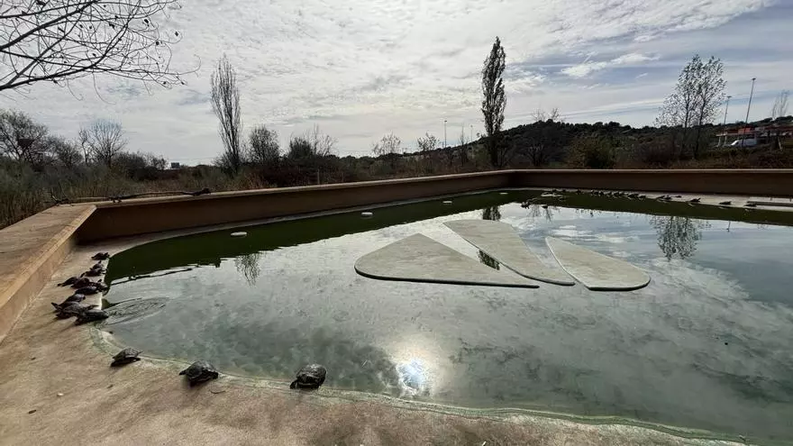 Encontramos a las míticas tortugas de Atocha: ¿dónde están ahora? ¿cuántas quedan vivas?