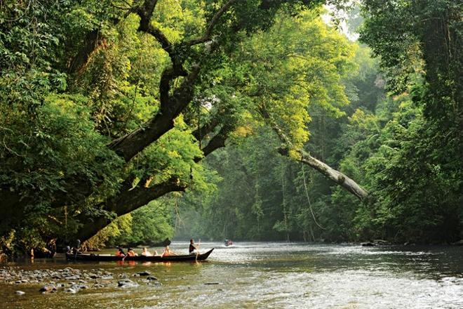 Jungla Taman Negara