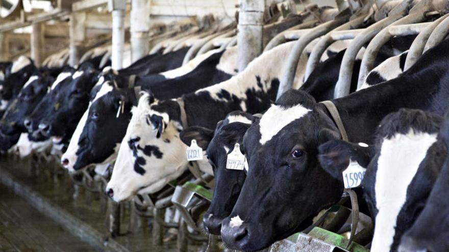España detecta un caso de &#039;vaca loca&#039; en Salamanca