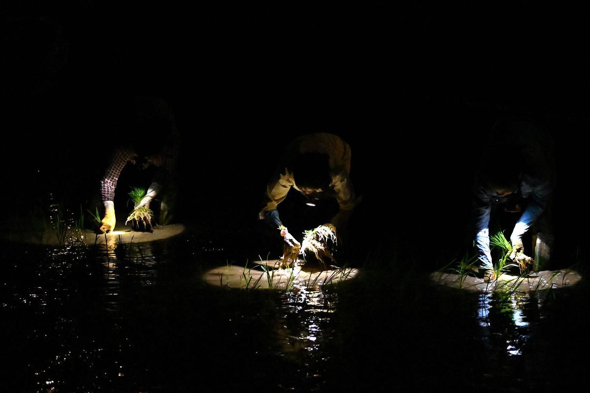 Plantar arroz de noche en Vietnam