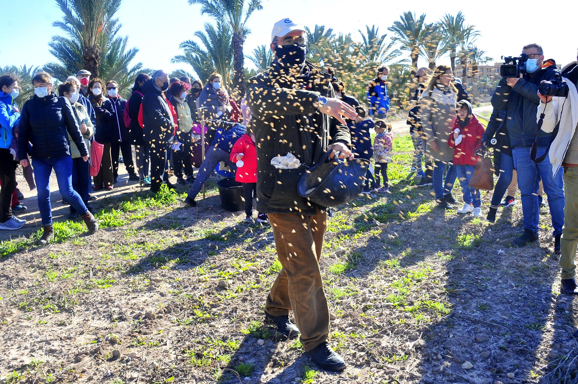 Defensores del Palmeral organizan una siembra de cereales en el Hort del Gat