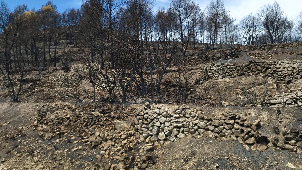Bancales de la Vall d'Alcalà calcinados por el incendio de agosto de 2022