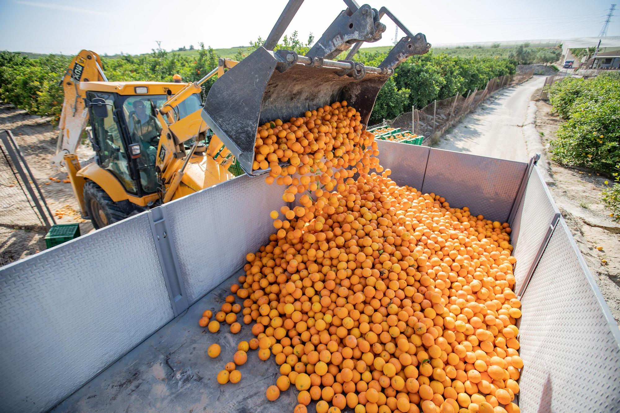 Cinco toneladas de naranjas sin salida se regalarán en la concentración contra el recorte del Tajo-Segura