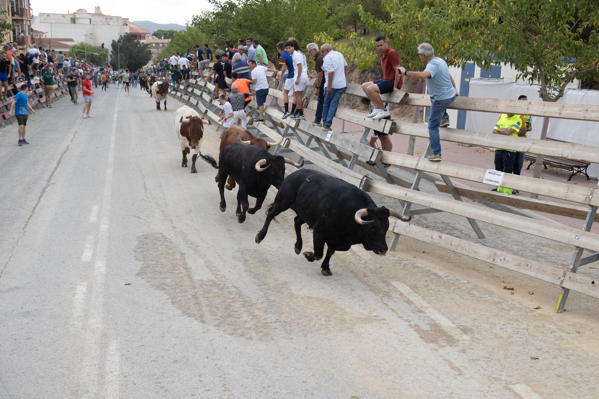 Tercer encierro de la Feria Taurina del Arroz en Calasparra