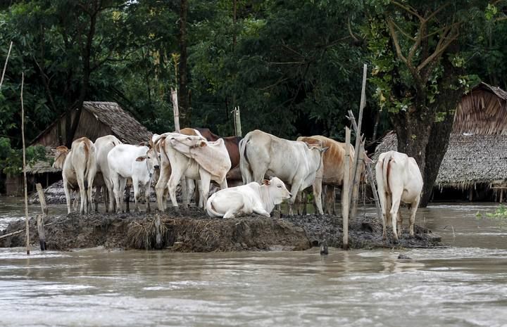Oxen are seen in a flooded village outside Zalun Township, Irrawaddy Delta
