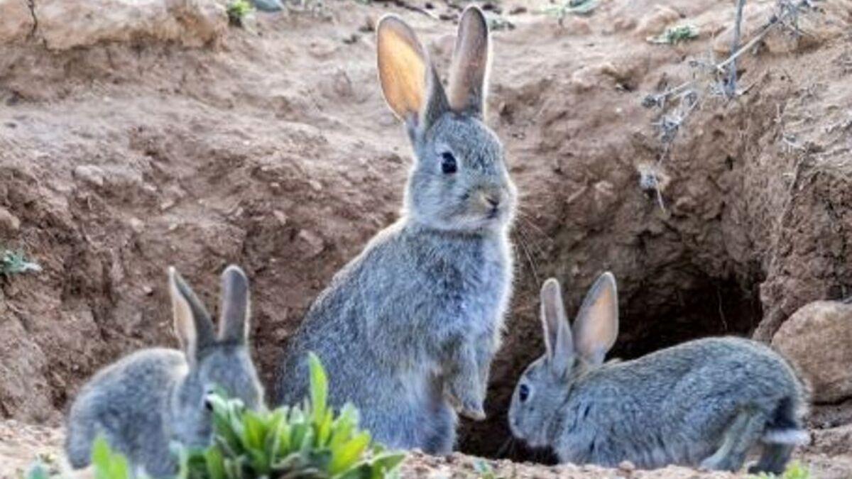 Un grupo de conejos delante de la madriguera.