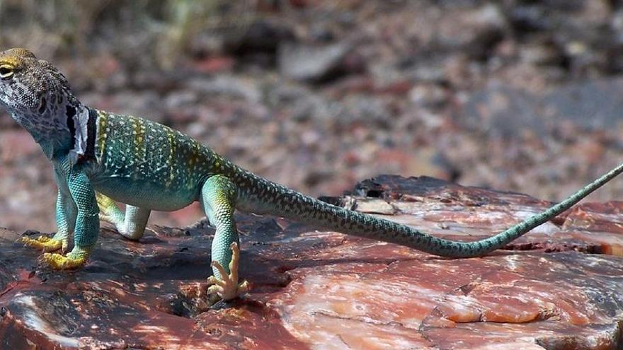 Terra Natura Benidorm incorpora lagartos collar para promover su conservación