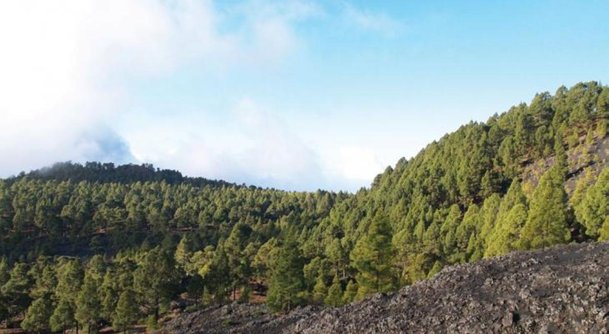 Volcán de La Palma: ¿Qué consecuencias ecológicas tendrá?