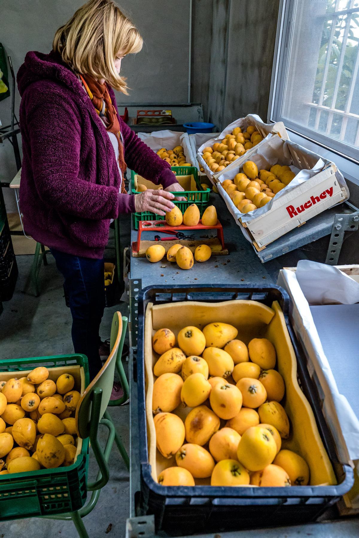 La lluvia echa a perder entre el 20 y el 25% de la cosecha de nísperos y los agricultores no cobrarán el seguro.