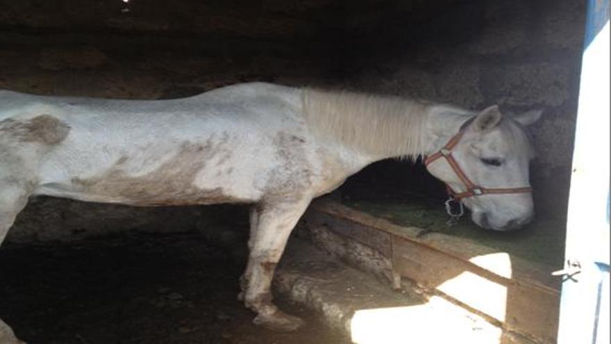 Localizan varios caballos con señales de maltrato en Tenerife