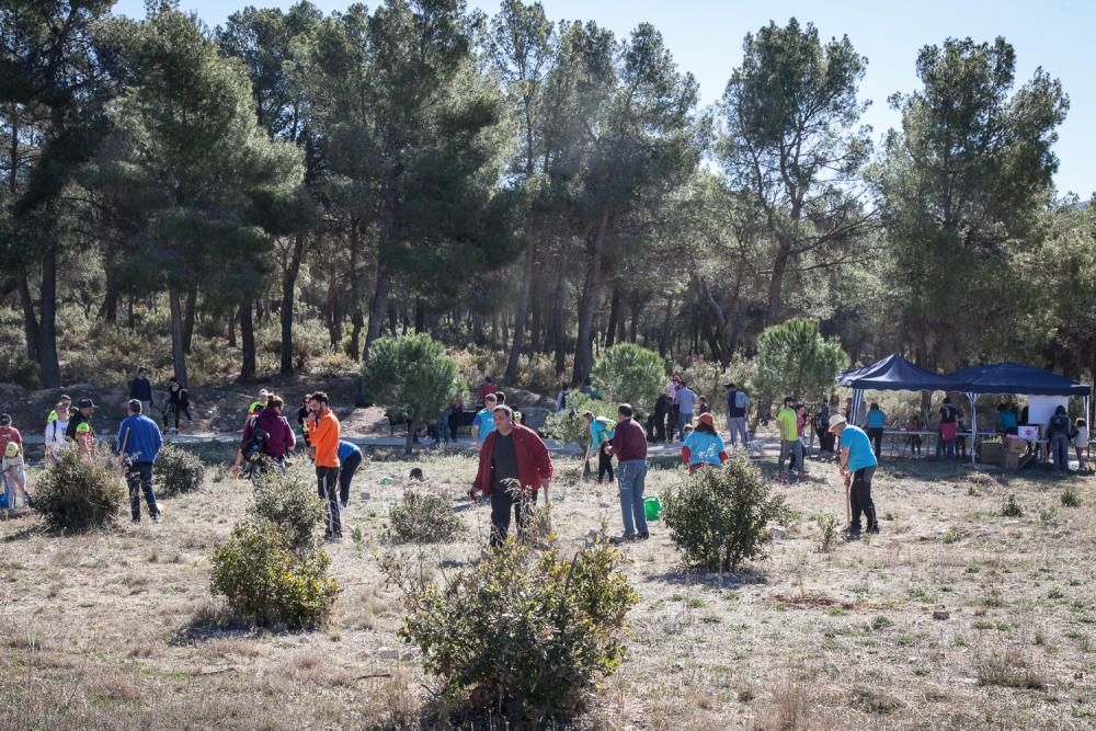 Ibi celebra su tradicional Día del Árbol