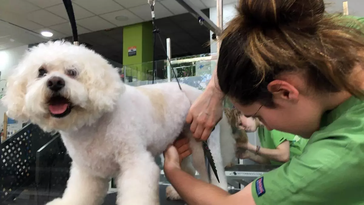 Anorexia, ansiedad, picor, temblores o vómitos: así son los efectos adversos a los fármacos en perros y gatos