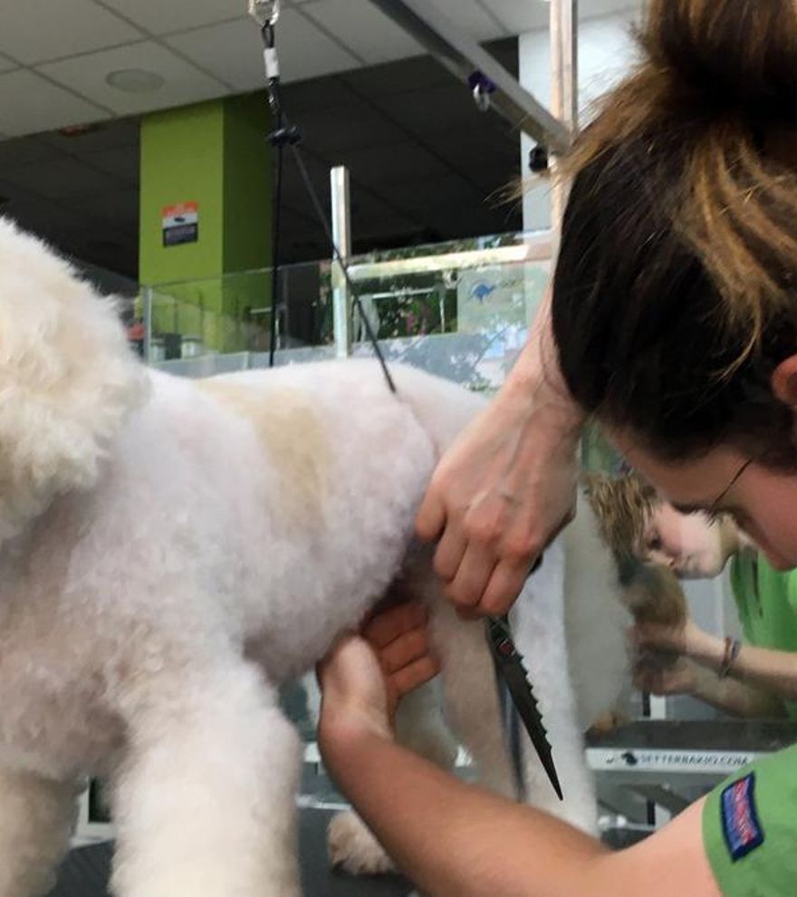 Anorexia, ansiedad, picor, temblores o vómitos: así son los efectos adversos a los fármacos en perros y gatos