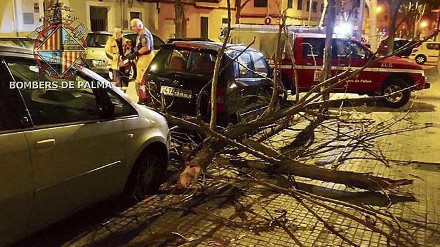 Un árbol caído esta semana en la calle Cotoner, en Palma.