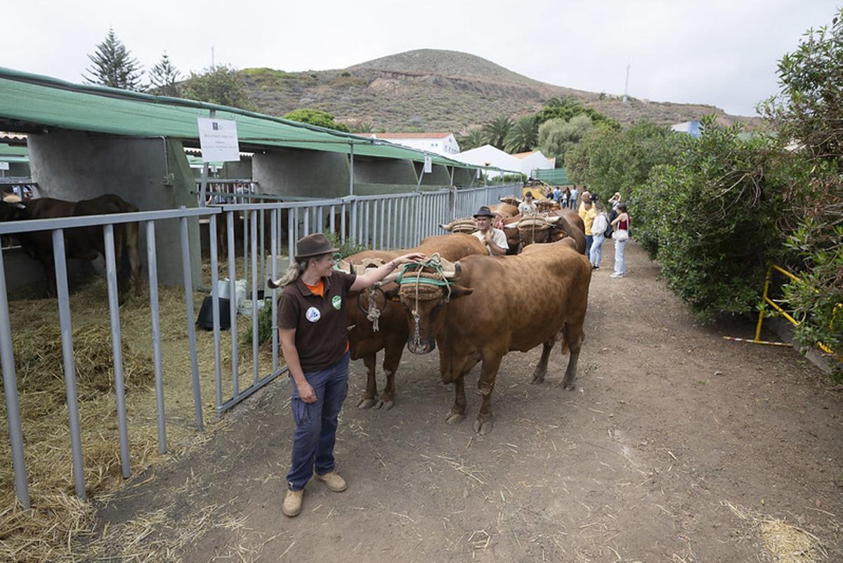 Feria de ganado de Gran Canaria.